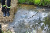 Plama oleju na Strawie w Piotrkowie. Kto zanieczyścił rzekę?