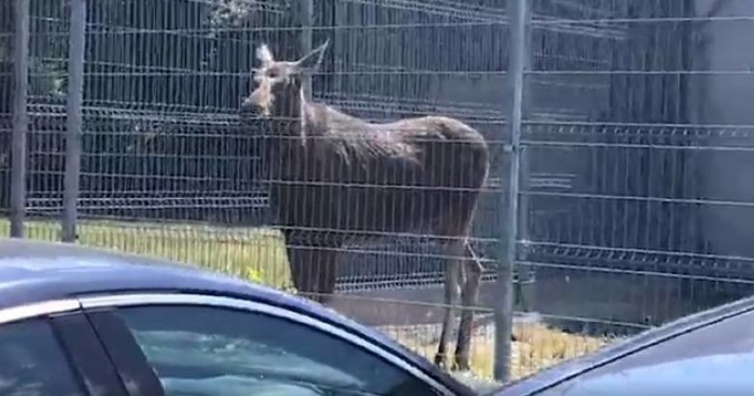 Dziś rano w Parku Glazja przy ul. Waryńskiego pojawił się...