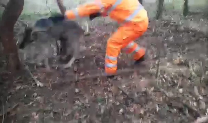 Kolejarze ze Szczecinka ratują daniela zaplątanego we wnyki [zdjęcia, wideo]