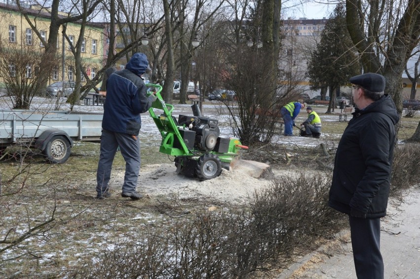 Rozpoczęła się wycinka drzew w parku przy placu Wolności