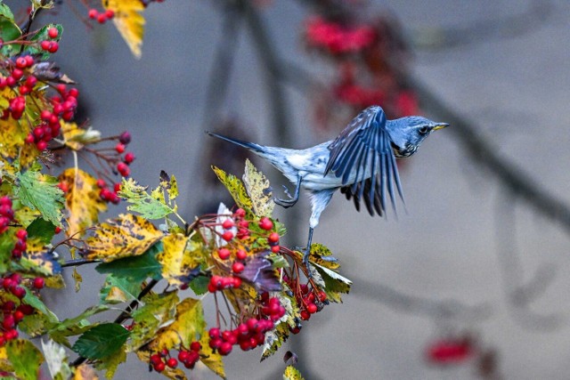 Kwiczoł (Turdus pilaris) zjadający owoce jarzębu szwedzkiego w Przemyślu.