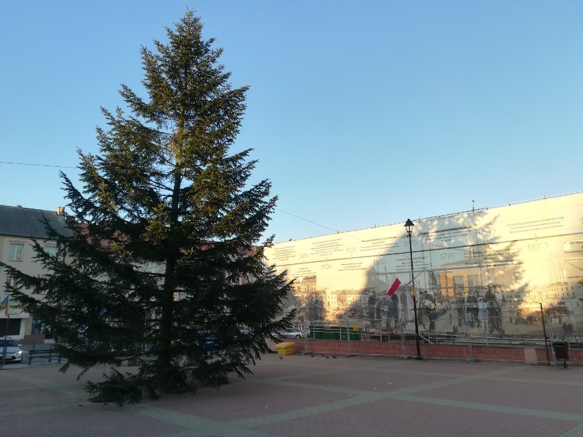 Drzewko choinkowe czeka już tylko na dekoracje świąteczne.