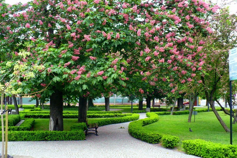 Park w Słubicach.