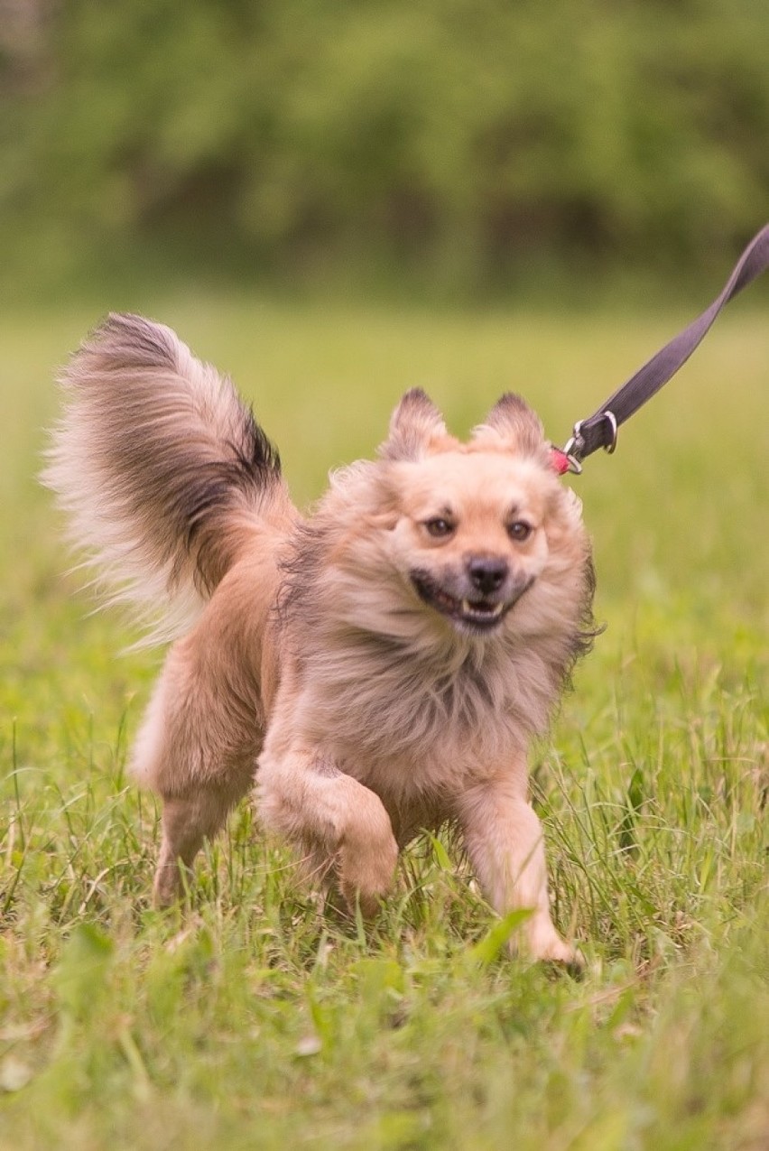 Ordowik to wersja kundelkowata rasy pomeranian lub szpic...