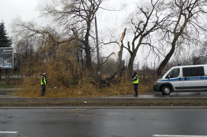 Pogoda w Sosnowcu. Drzewo zwaliło się na drogę przy Mieroszewskich