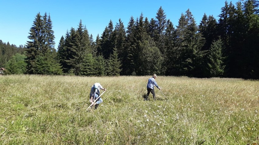 Czescy wolontariusze wykosili niezwykle cenną łąkę 