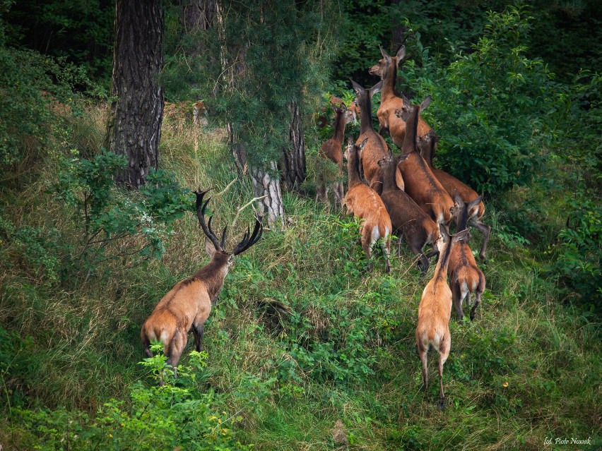 Fotograf z Obrzycka uchwycił niezwykłą część natury! Majestatyczny widok rodziny jeleni 