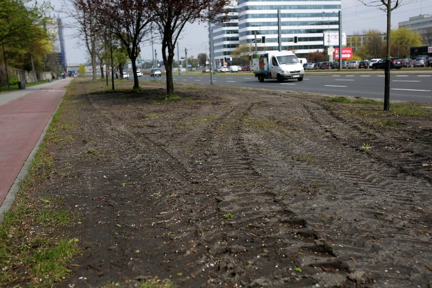 Kiedy zryty trawnik zamieni się w łąkę?  