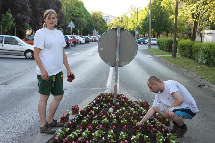 Tysiące kwiatów na rabatkach przy śremskich ulicach