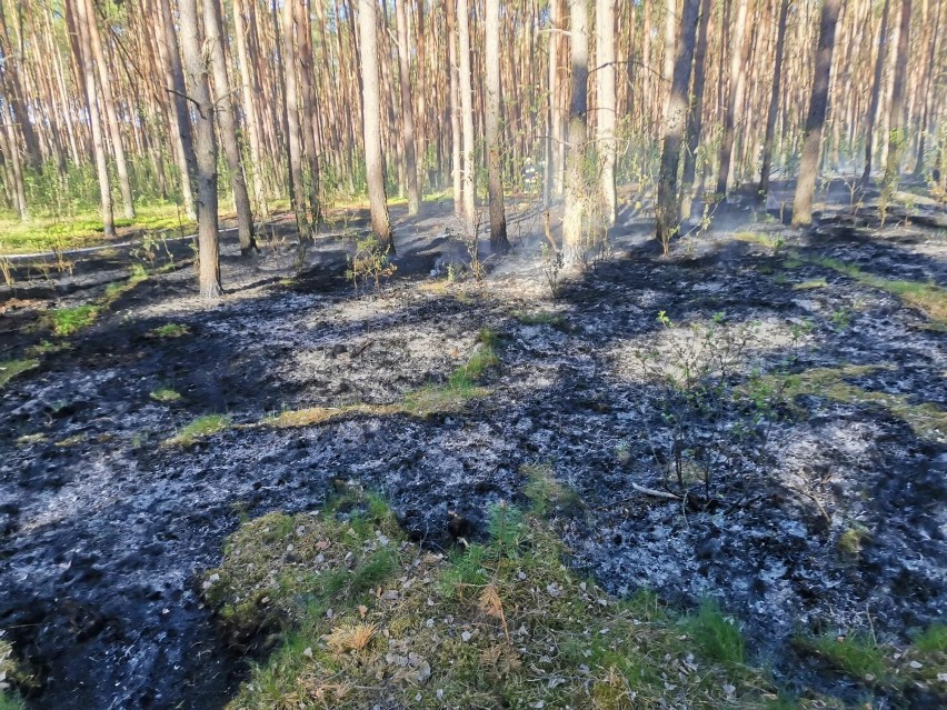 Uwaga. Kolejne pożary w lasach powiatu chodzieskiego 