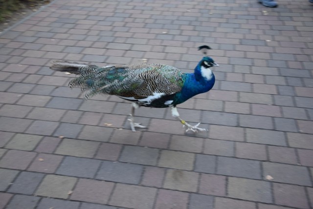 Park Wrocławski u schyłku lata. Jak się mają zwierzaki?