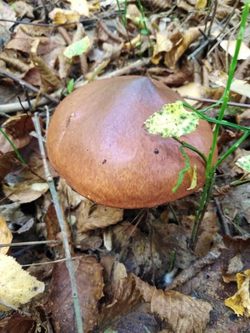 W lasach Kraśnika i okolic nadal są grzyby! Zobacz wyjątkowe zdjęcia z grzybobrania Gieni Stępień