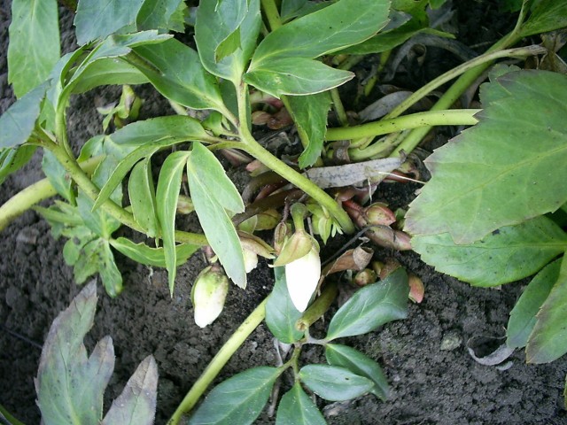 Ciemiernik biały to bylina. Pierwsze pąki ciemiernika do życia budzą się, po wczesnowiosennych odwilżach w lutym - marcu.
Fot. Dorota Michalczak