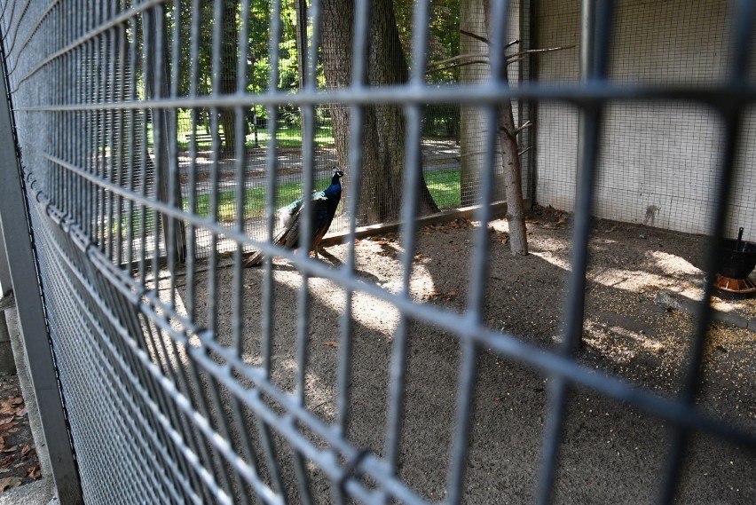 Coraz mniej ptaków w ptaszarni w kieleckim Parku Miejskim. Może być zlikwidowana