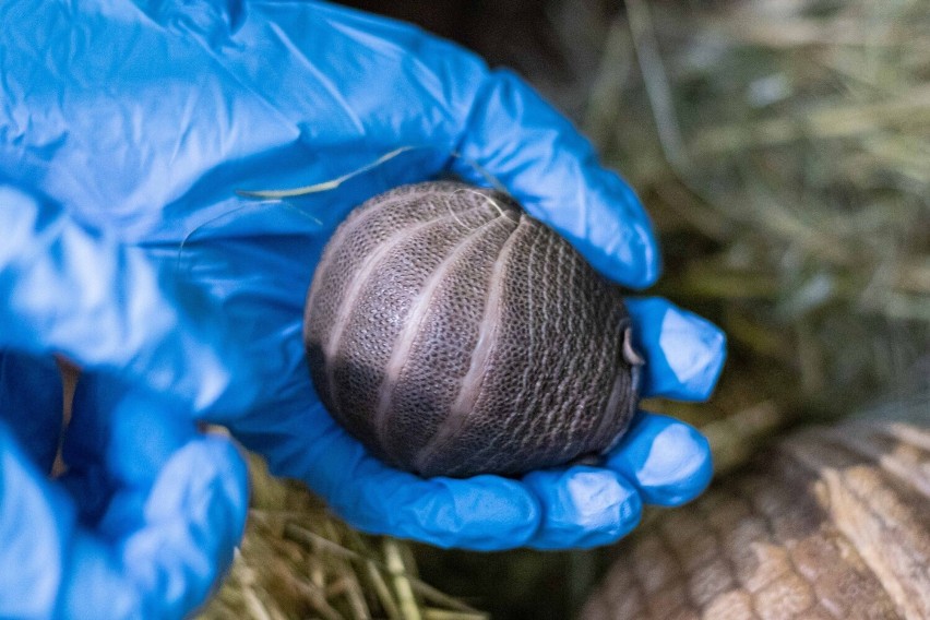 Warszawskie zoo ma nowego mieszkańca. Na świat przyszedł maleńki pancernik. Zwierzę zwinięte w kulkę mieści się na dłoni