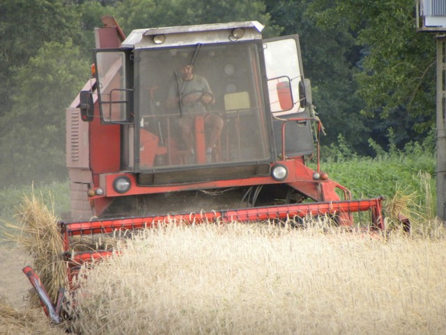 Żniwa pełną parą, ale z opóźnieniem