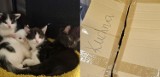 Ktoś zostawił małe koty na pewną śmierć w centrum Konina. Pod śmietnikiem, zamknięte w kartonie, bez wody i jedzenia