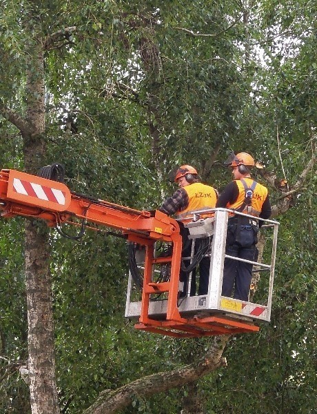 Z powodu remontu Rojnej wycięto drzewa