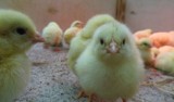 W zoo w Poznaniu można oglądać urocze kurczaki i gąski [ZDJĘCIA]