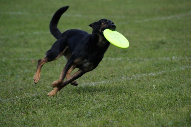 Frisbee to wielka przyjemność zar&oacute;wno dla psa jak i jego właściciela. fot. Lucyna Rozlatowska