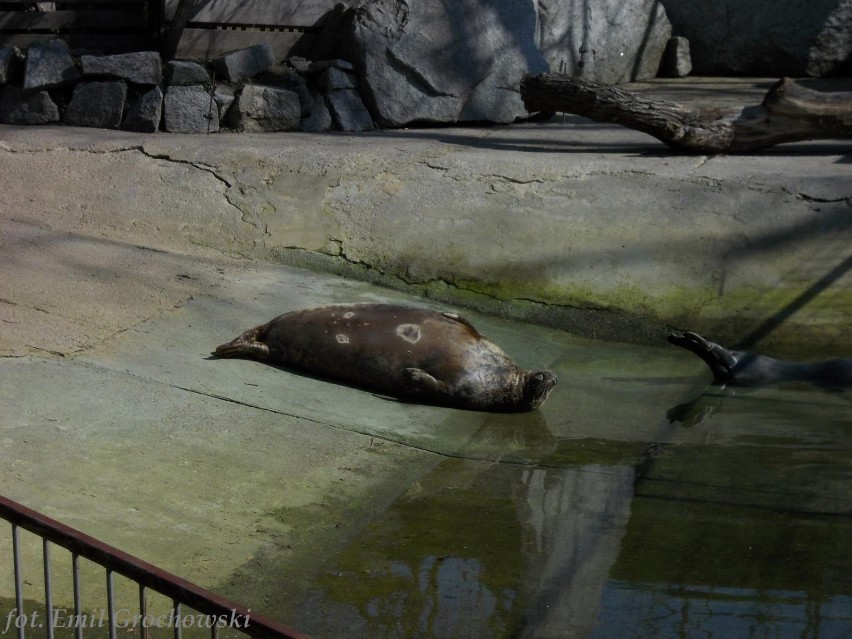 Foki w płockim zoo