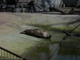 Nadano imię młodej foce z płockiego zoo. Sprawdź jakie! [ZDJĘCIA]