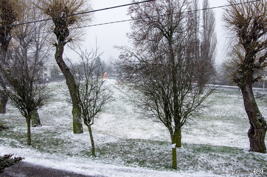 Zima nie odpuszcza nawet w marcu. Pleszew w śnieżnych barwach! Opady śniegu zaskoczyły po raz kolejny. Kaczki i gołębie są zachwycone