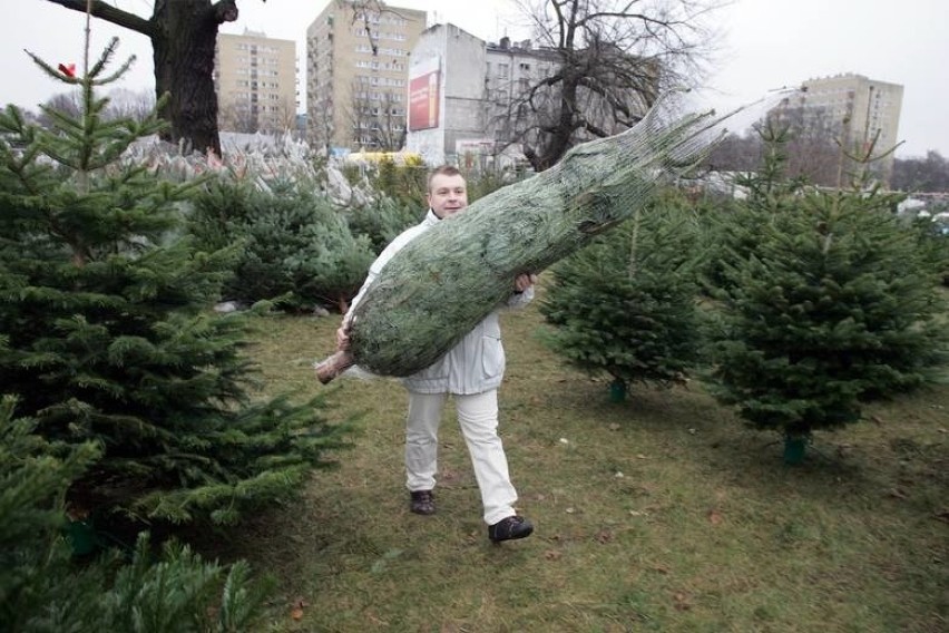 Oferta z Lubicza Dolnego: Sprzedam choinki świerki. Wysokość...