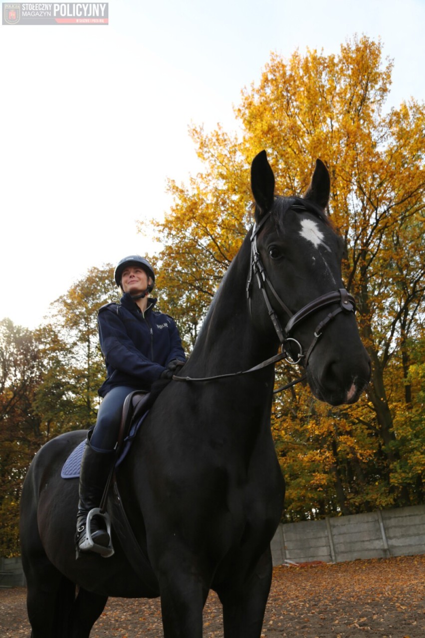 Policja w Warszawie ma nowe konie