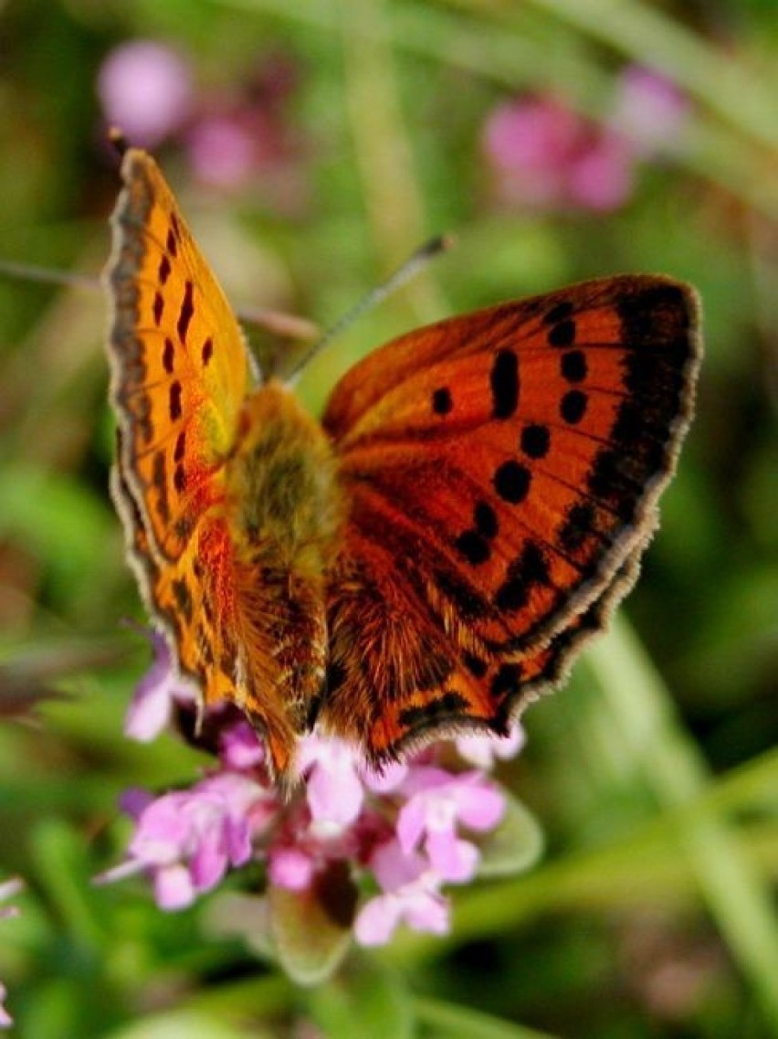 Czerwończyk dukacik (Lycaena virgaureae) - samica