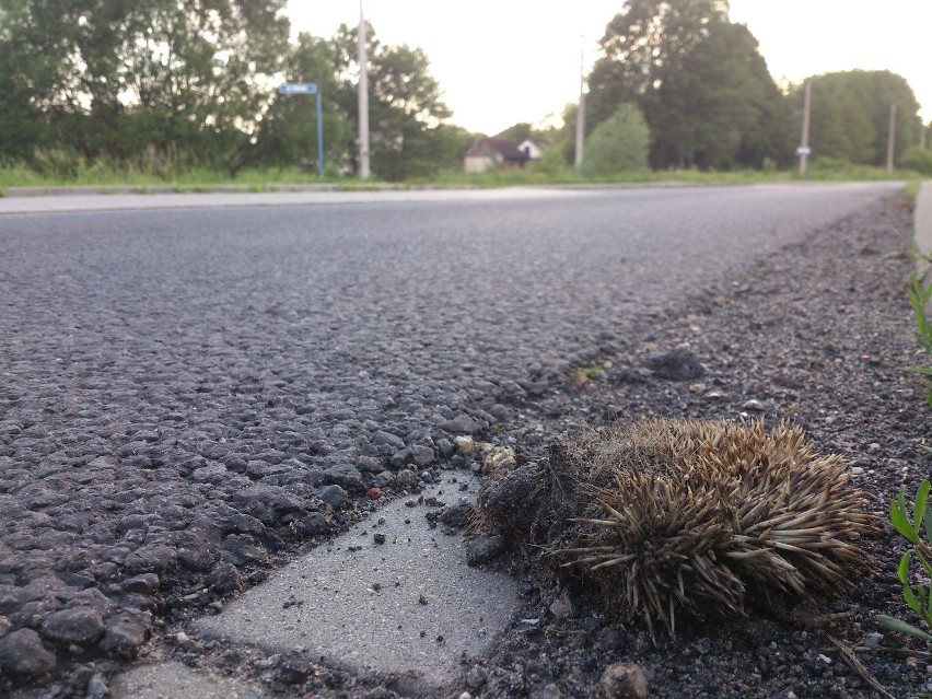 Małopolska zachodnia. Pocięte śmieci szpecą pobocza dróg