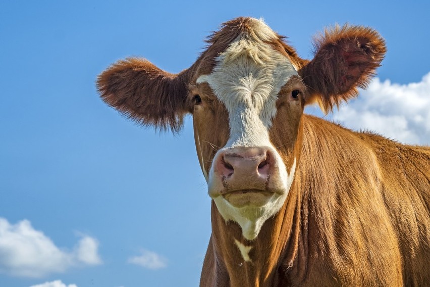 Wstrząsający dokument „Eating Animals” udowadnia, że hodowla...