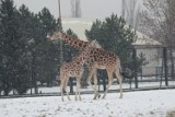 Konkurs fotograficzny w ZOO: Zrób zimowe zdjęcie zwierzakom i wygraj roczny karnet!