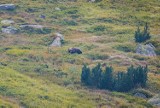 Zakopane. Niedźwiedzie szykują gawrę blisko domów? TPN rozpoczął działania