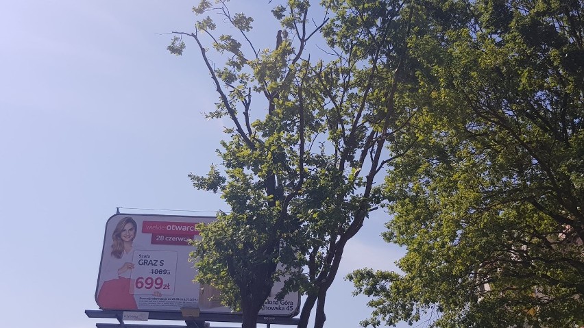Dąb przy ulicy Wyszyńskiego zasłaniał baner reklamowy, więc...