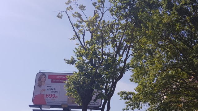Dąb przy ulicy Wyszyńskiego zasłaniał baner reklamowy, więc ucięto mu gałęzie