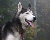 Husky wpadł do sklepu zoologicznego i zagryzł świnkę morską