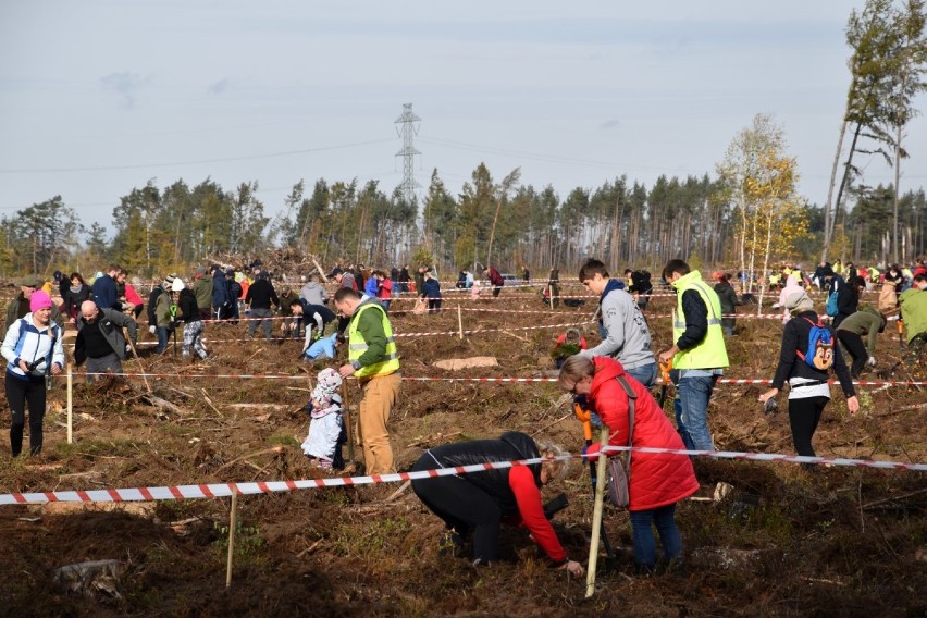 Nadleśnictwo Lipusz. Przez wiele godzin ochotnicy sadzili las zniszczony przez huragan stulecia. Wszystko dzięki akcji "Do nasadzenia"