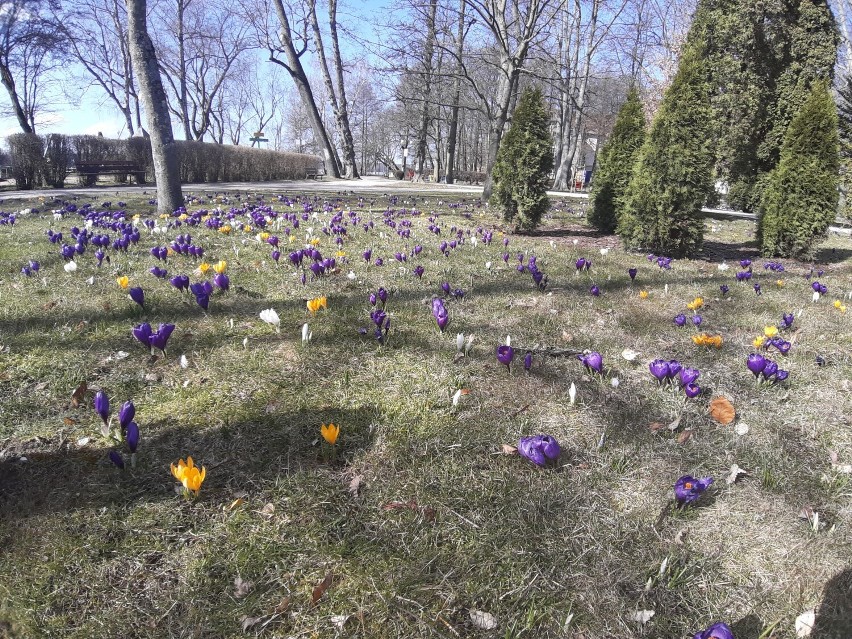 Skwer w parku w Szczecinku mieni się kolorami wiosny