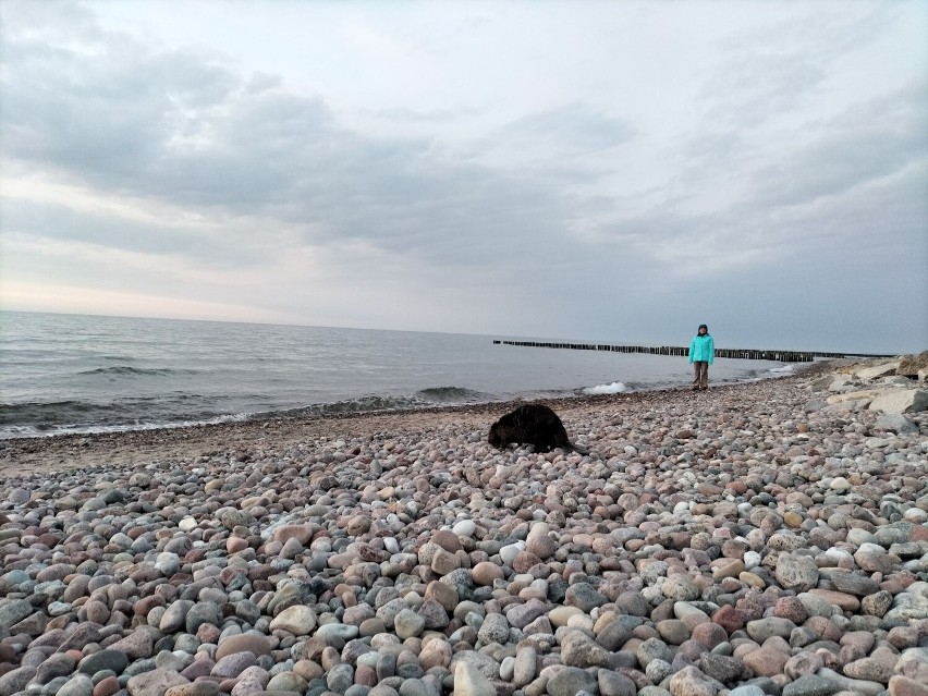 Bóbr na plaży w Kołobrzegu. Niewykluczone, że dotarł tam z Ekoparku Wschodniego