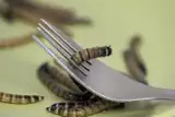 Czy jedzenie robaków jest bezpieczne? Ludzie nie wiedzą, czym to może się skończyć. Te osoby nie powinny sięgać po jadalne robaki