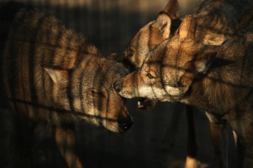 Watacha wilków w białostockim ogrodzie zoo składa się z...