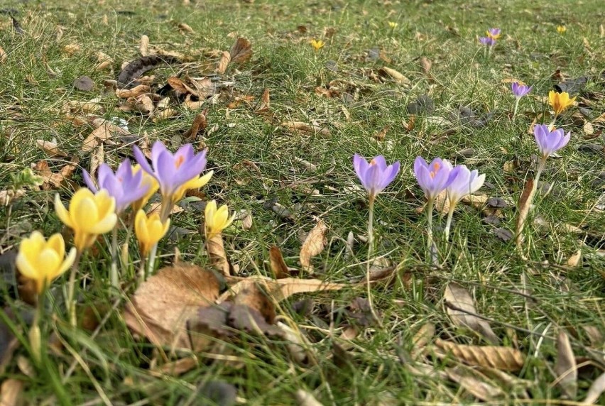 Pierwsze oznaki wiosny są już widoczne w ogrodzie przed...