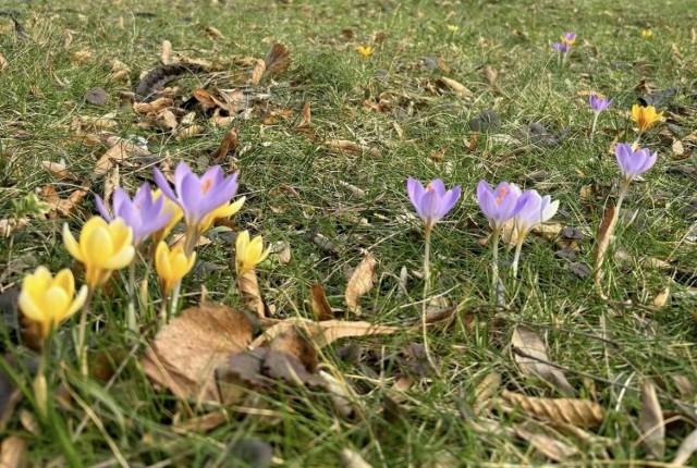 Pierwsze oznaki wiosny są już widoczne w ogrodzie przed budynkiem I Liceum Ogólnokształcącego Collegium Gostomianum w Sandomierzu.