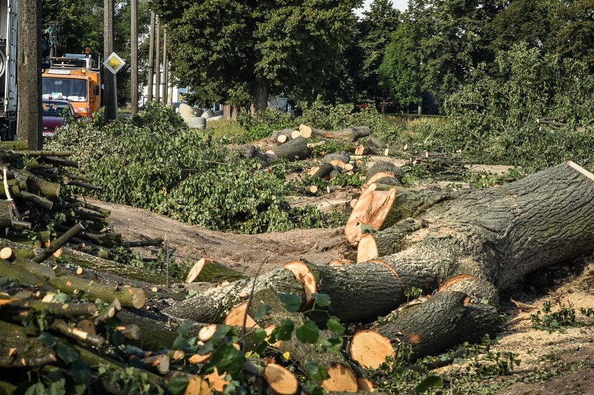 Leszno. Wycinka drzew na Szybowników. Przy okazji remontu drogi znikają okazałe lipy [ZDJĘCIA]