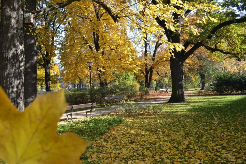 Bydgoska złota jesień w Parku Kochanowskiego [zdjęcia]