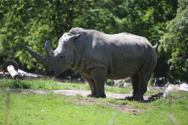 Adoptuj zwierzę ze śląskiego zoo!

Zobacz kolejne zdjęcia. Przesuwaj zdjęcia w prawo - naciśnij strzałkę lub przycisk NASTĘPNE