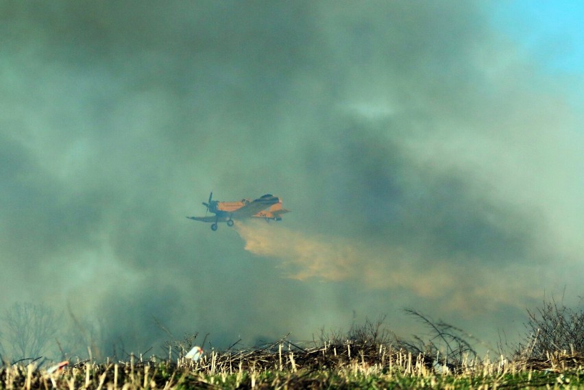 Wielki pożar koło Głogowa. Ogień wypalił 30 hektarów traw