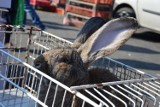 Sławno: Targ z ptactwem, czy królikami ma się świętnie w niedzielny zakaz handlu w marketach [ZDJĘCIA]