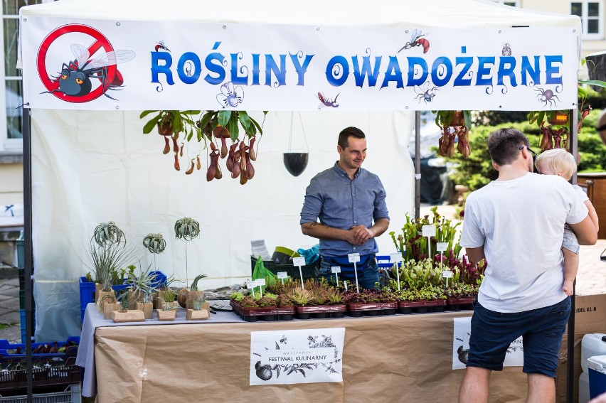 Kiermasz roślin owadożernych